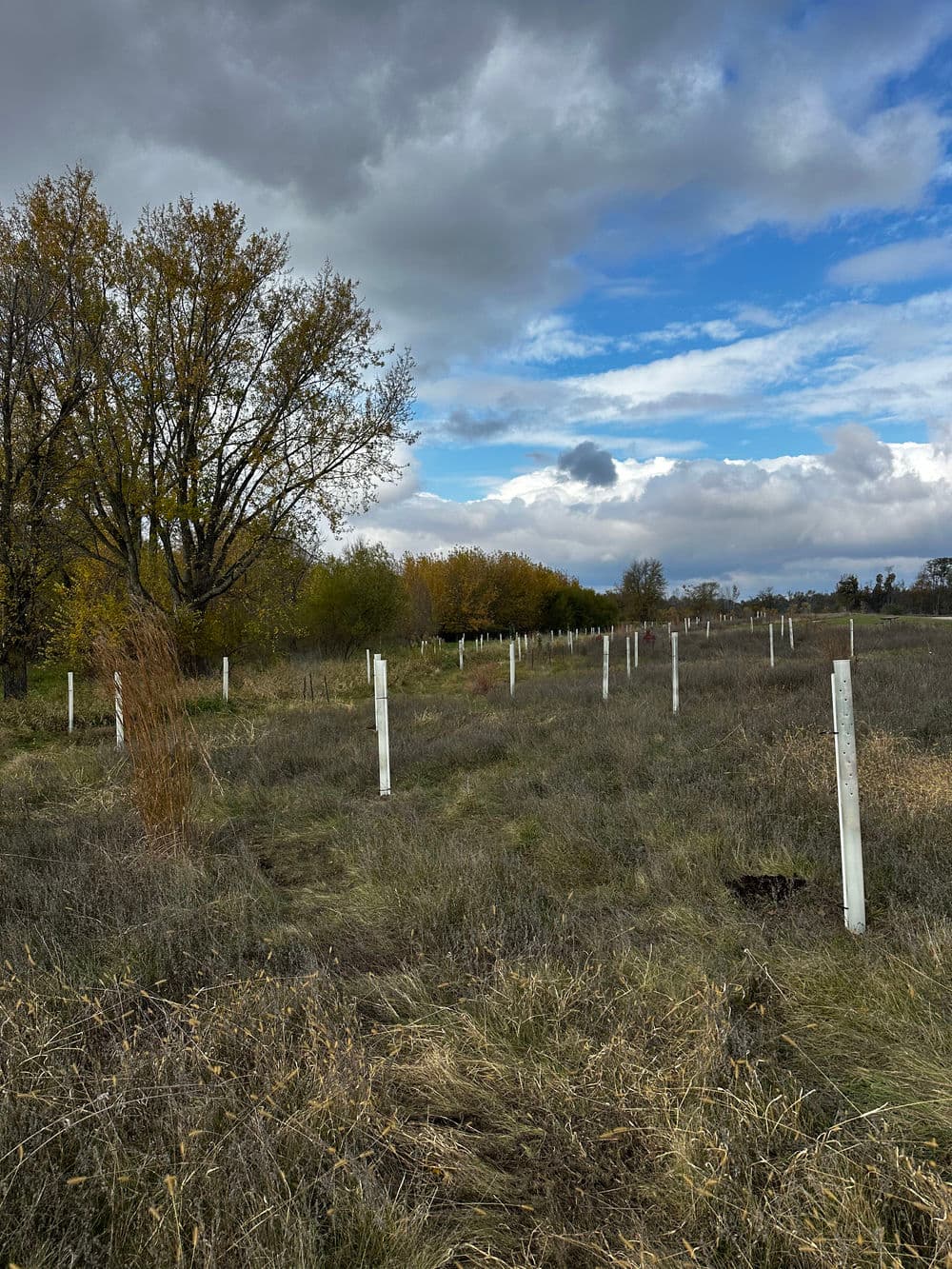 Empty field with white posts and trees under a cloudy sky during autumn.