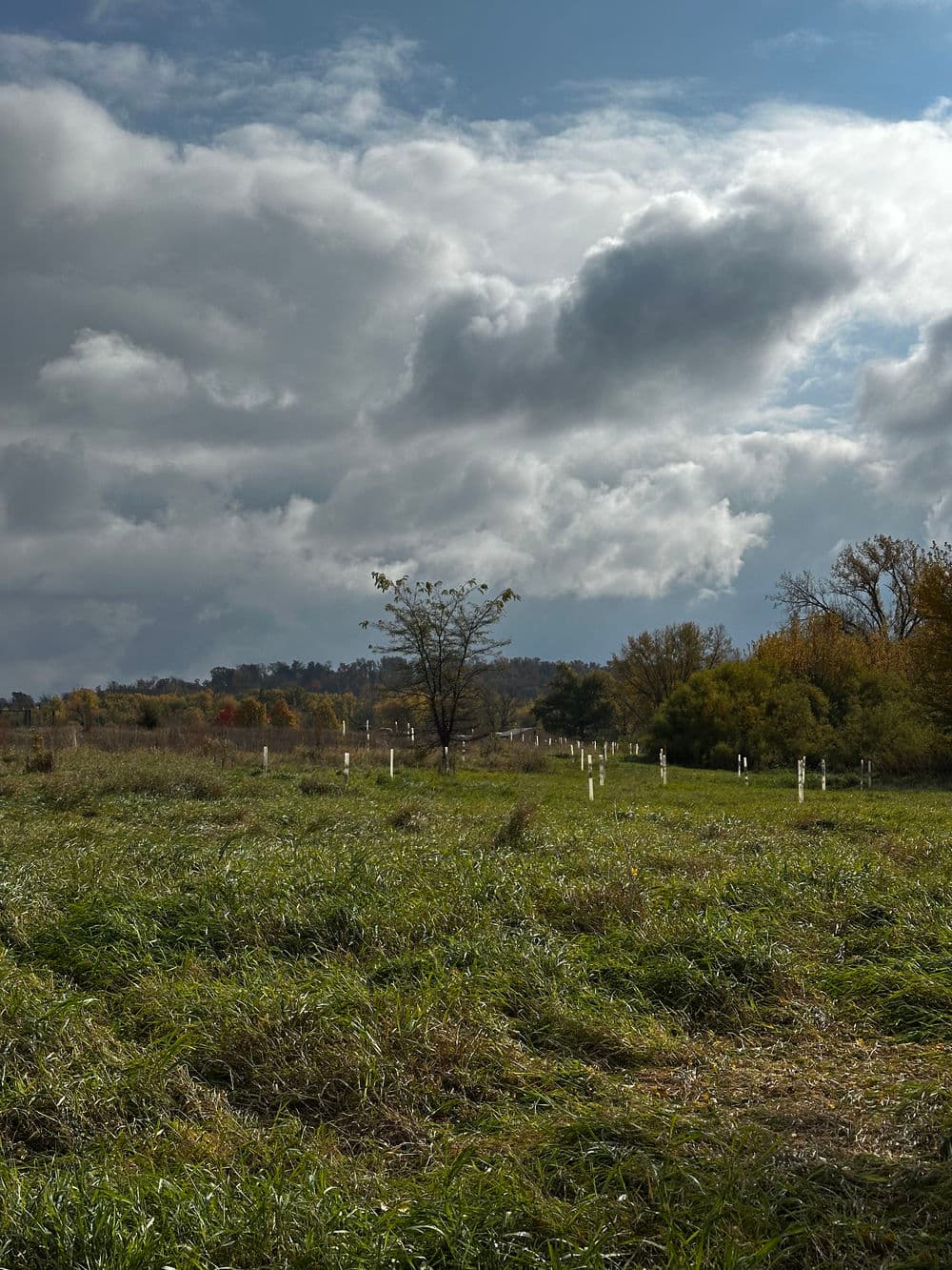 Open green field with a single tree under a dramatic cloudy sky, autumn landscape.