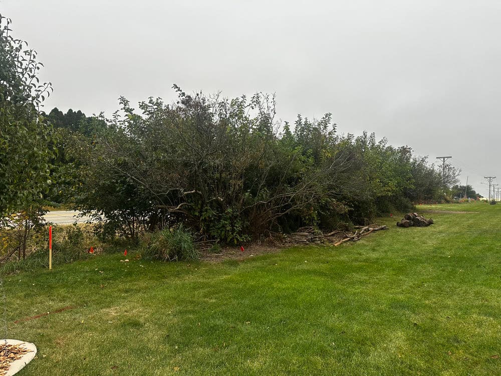 Overgrown shrubbery and trees along a grassy area adjacent to a road and power lines.