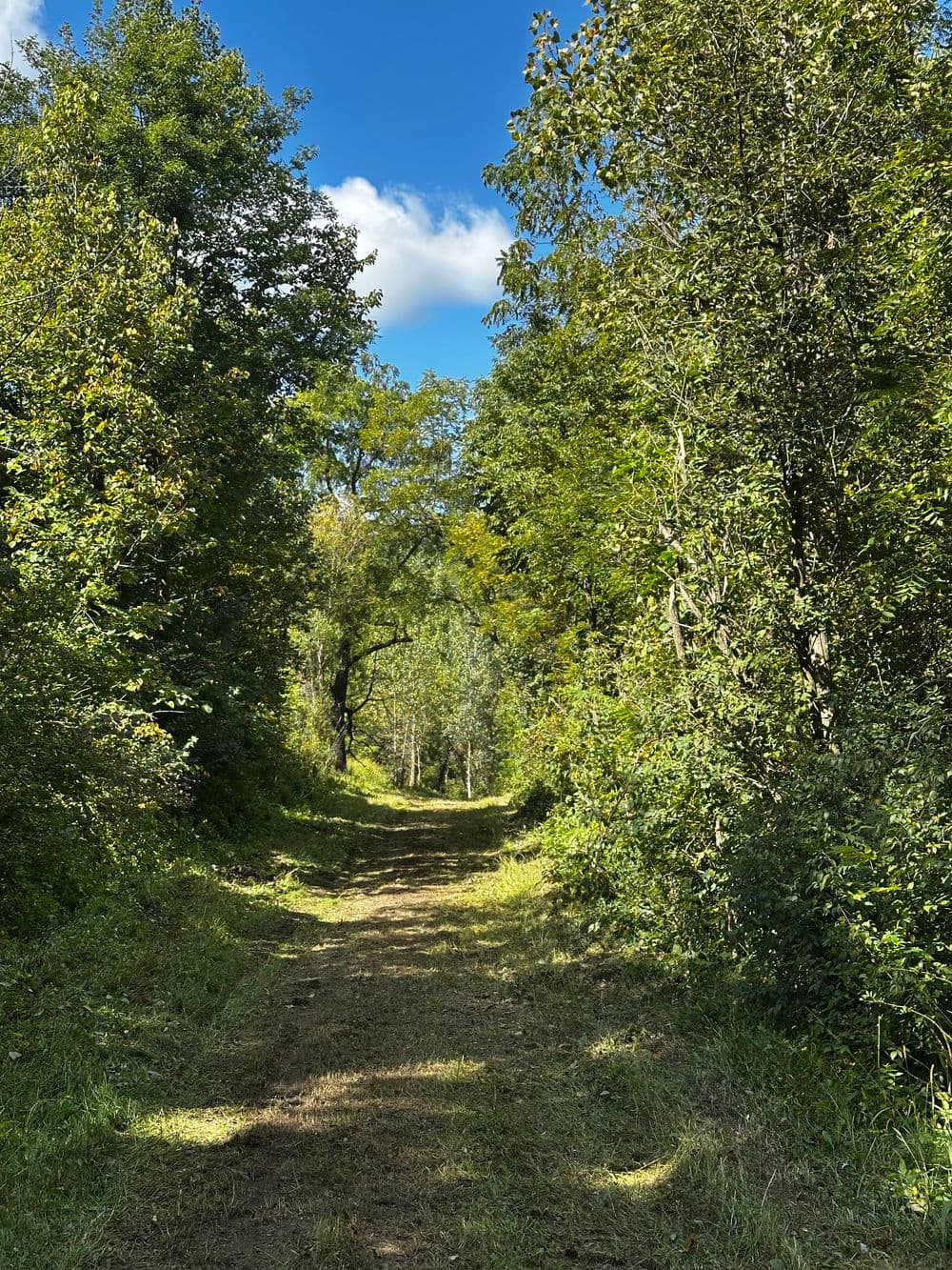 Lush green forest path under a clear blue sky, inviting for a nature walk.
