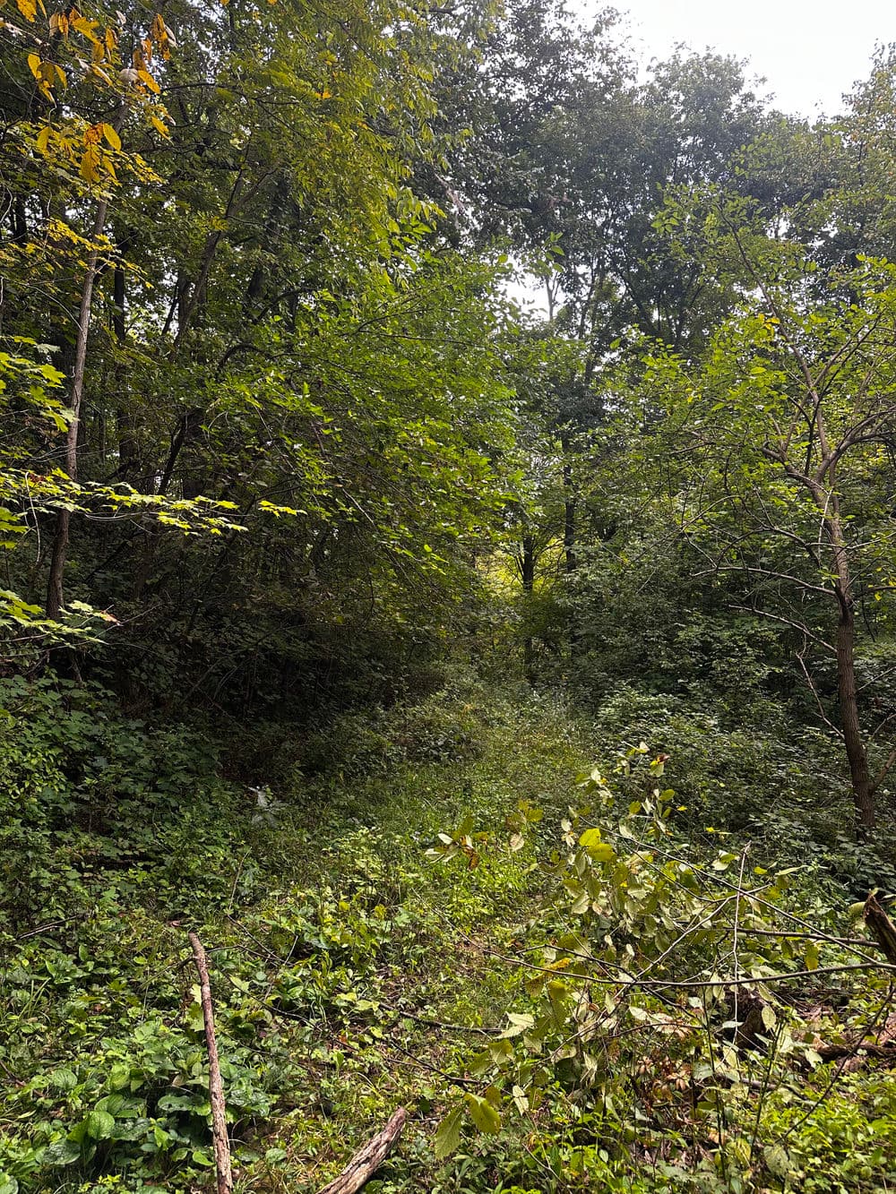 Lush green forest path surrounded by dense trees and underbrush in natural setting.