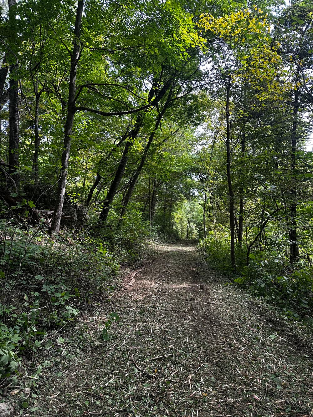Lush green forest path lined with trees and vegetation, ideal for hiking and exploration.