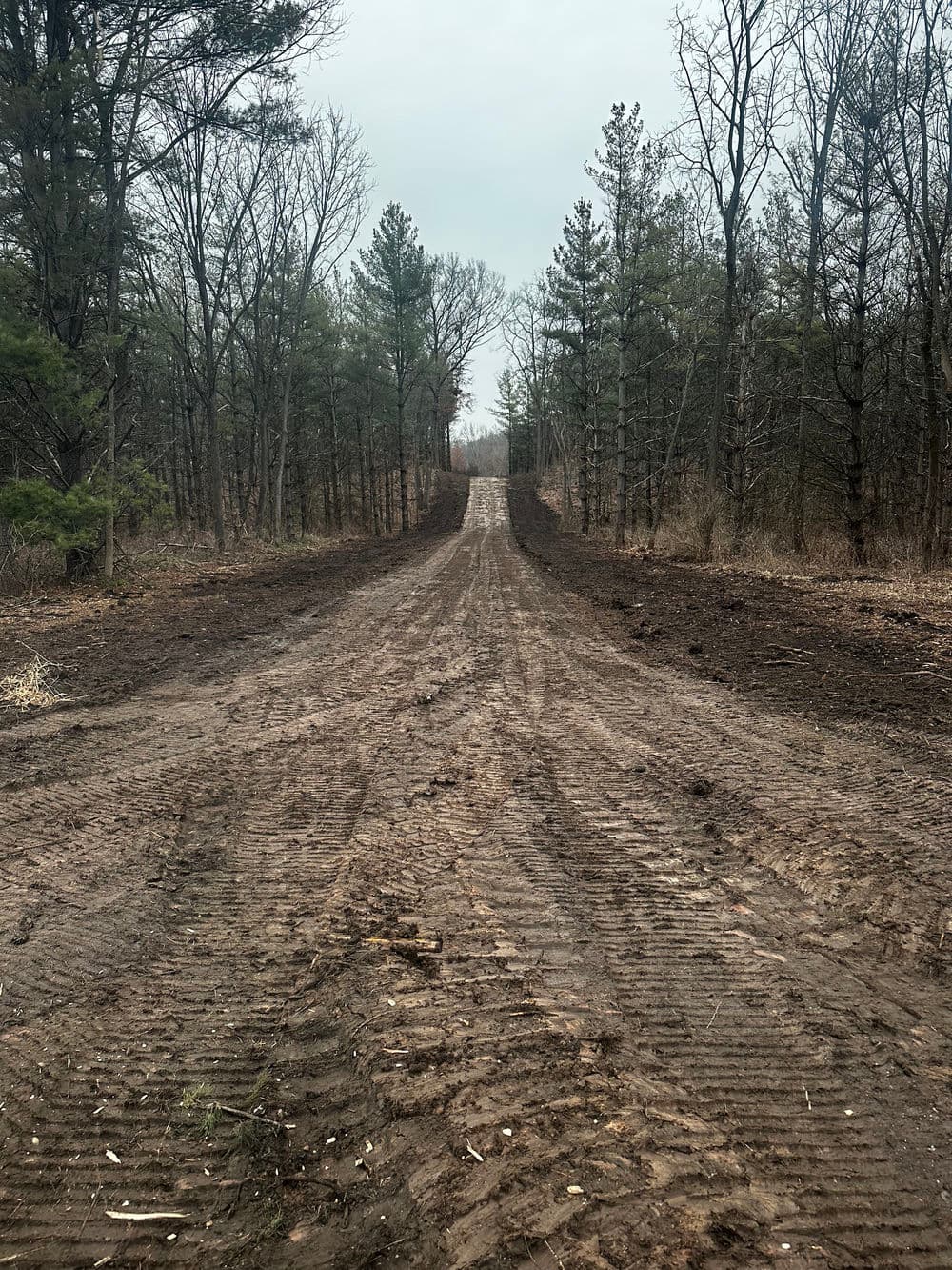 Dirt road through forest with muddy ground and sparse trees on overcast day.