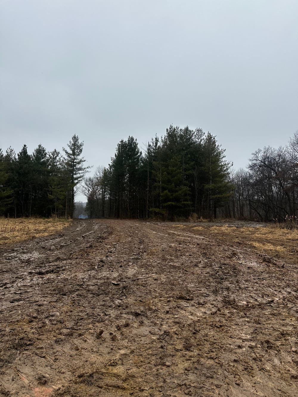 Muddy pathway through dense trees on a cloudy day in a forested area.