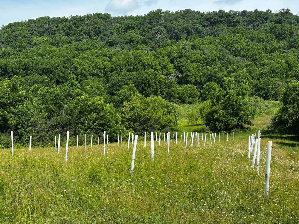 Young trees protected by white tubes in a vibrant green field surrounded by dense forest.