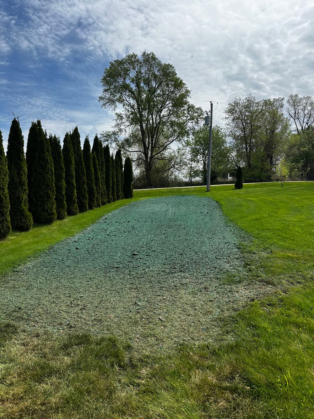 Lawn with fresh green grass treatment, bordered by tall evergreens under a cloudy sky.