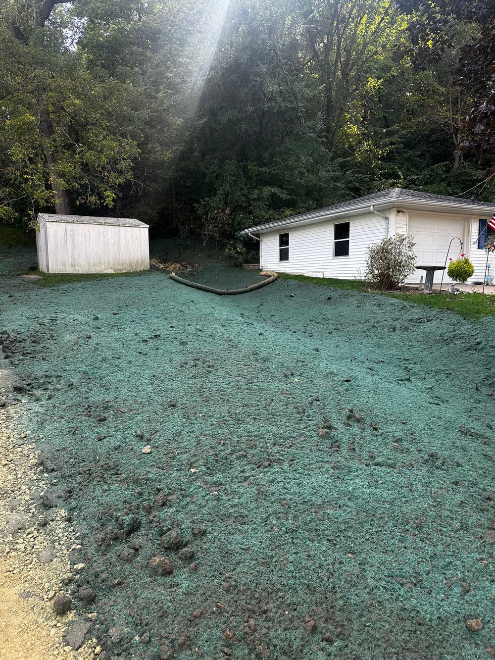 Residential yard with green ground cover, shed, and house under dappled sunlight.