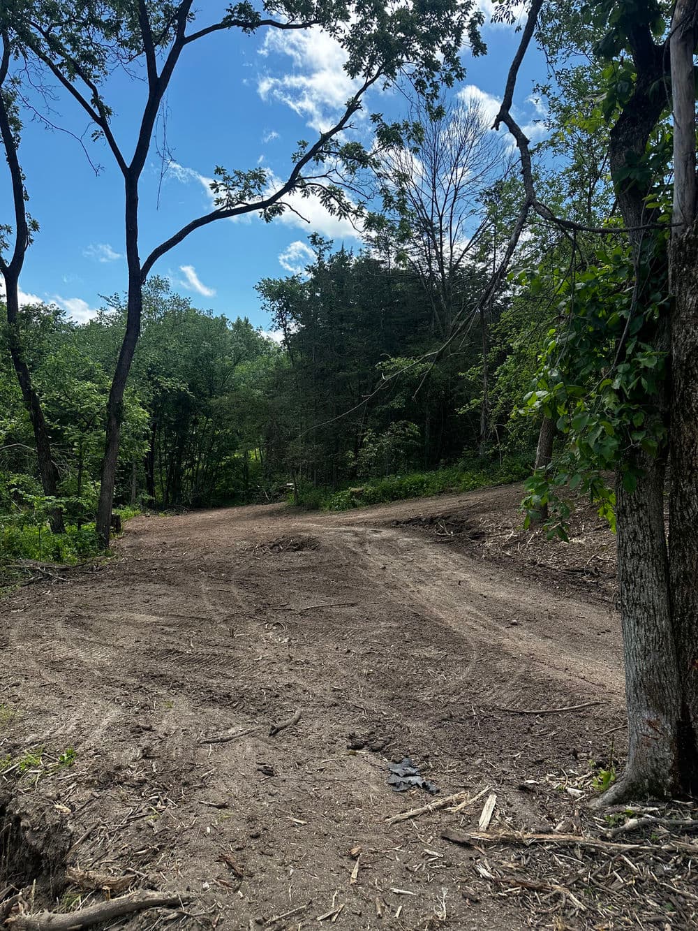 Cleared forest path winding through lush greenery under a blue sky.