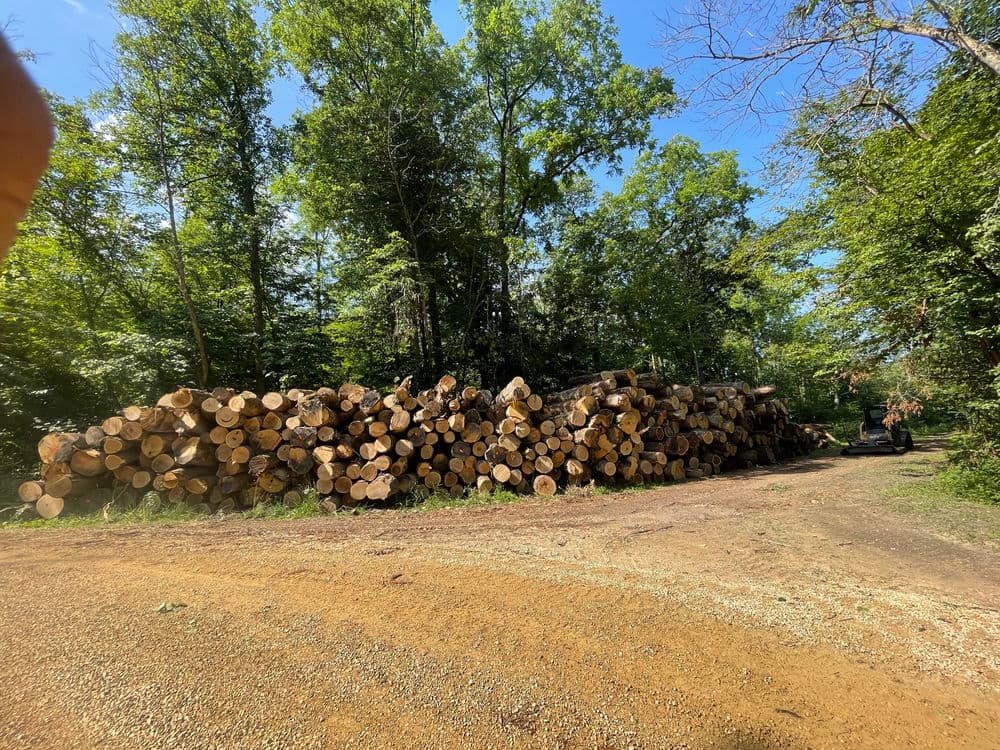 Stacked logs alongside a dirt path in a lush green forest area under a clear blue sky.