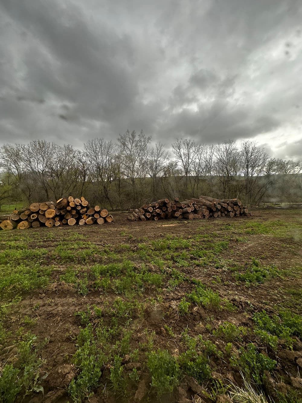 Wood logs stacked in a field under a cloudy sky with barren trees in the background.